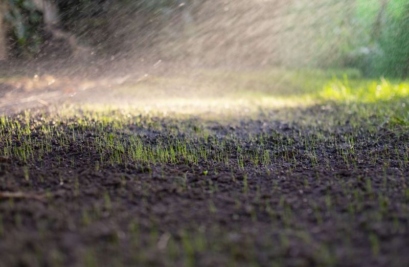 Water the germinating surface, then change the schedule