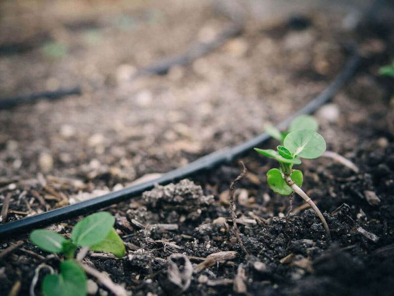 Water the soil in a way that limits avoidable leaf wetness Water the soil in a way that limits avoidable leaf wetness