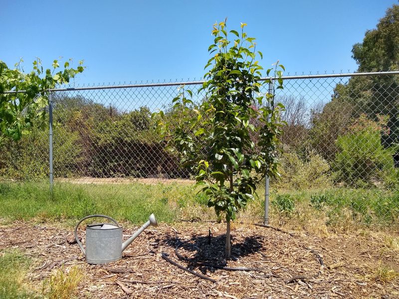 Water the young tree until its roots catch up