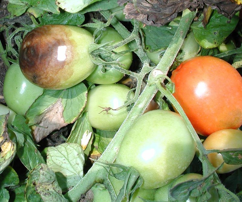 Watery fruit describes a symptom, not its cause