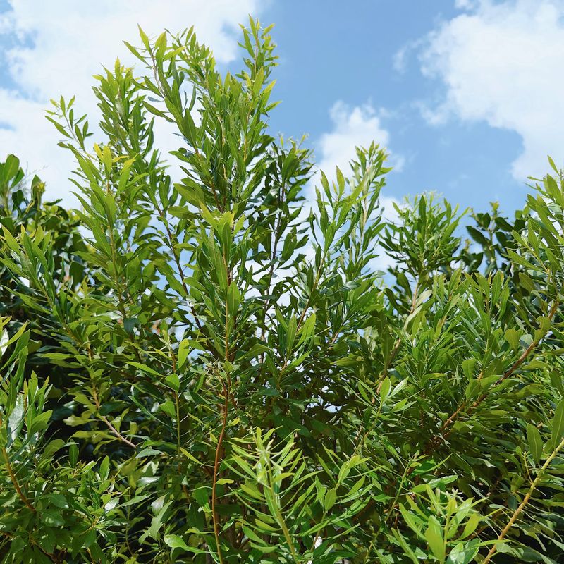 Wax Myrtle Wax Myrtle