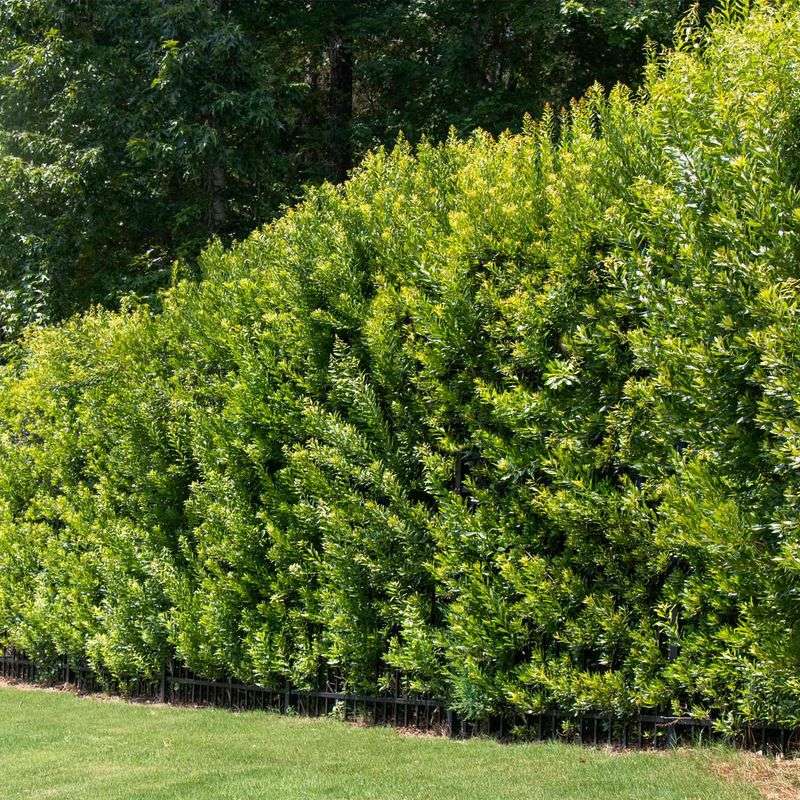 Wax Myrtle Wax Myrtle