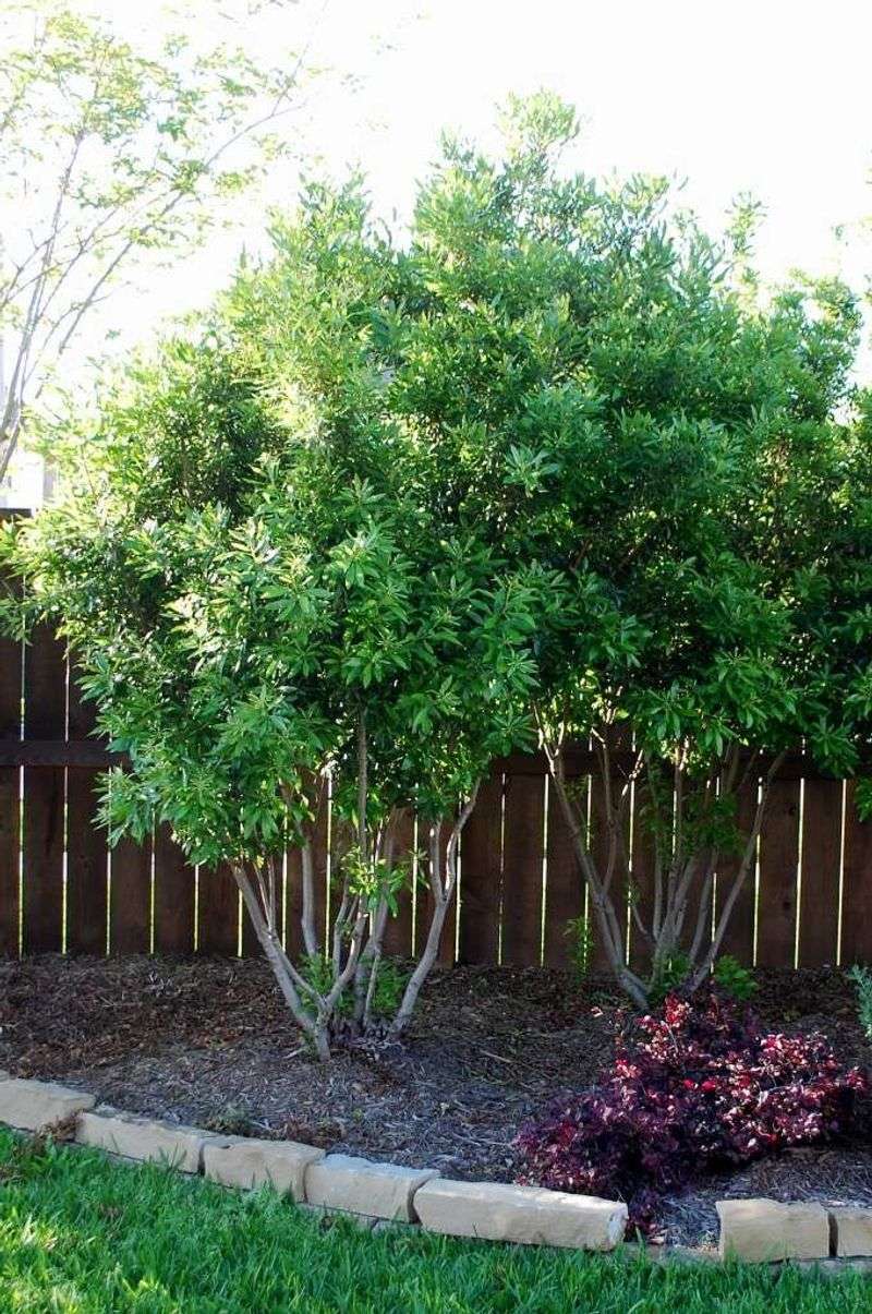 Wax Myrtle