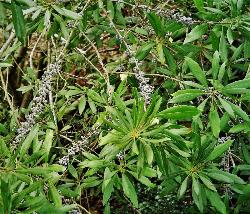 Wax Myrtle