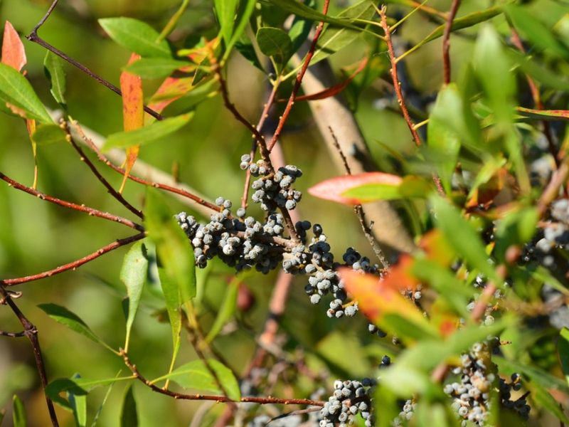 Wax Myrtle
