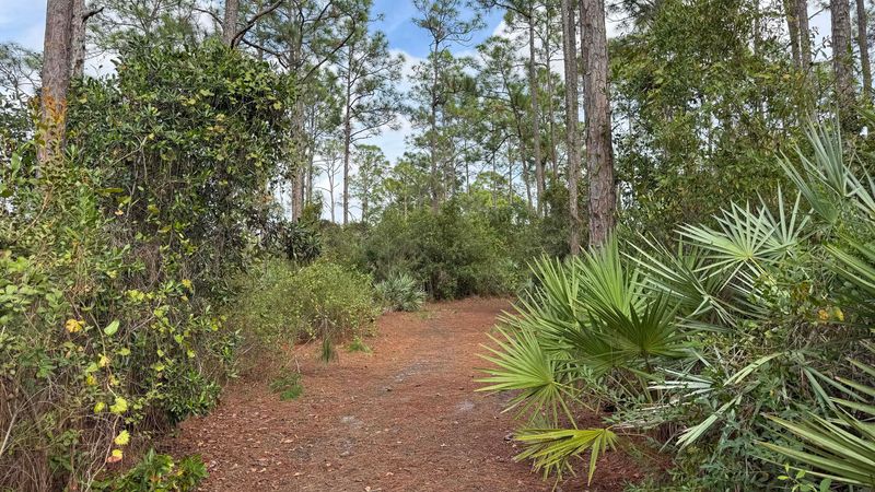 Wax Myrtle