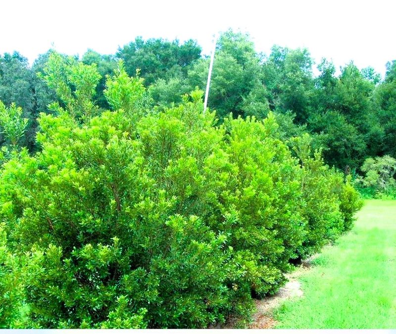 Wax Myrtle Wax Myrtle