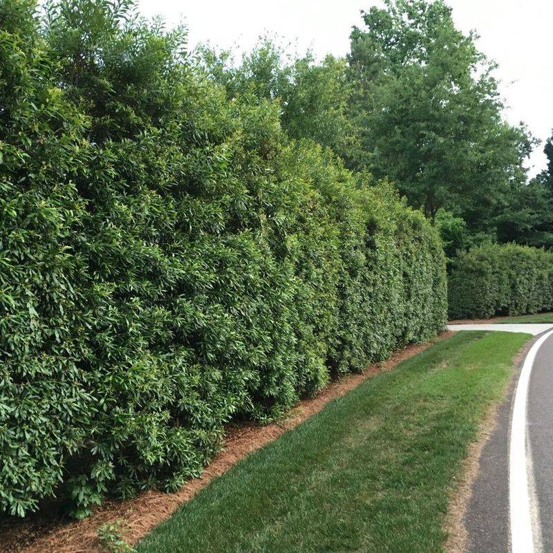 Wax Myrtle Deserves a Fair Comparison