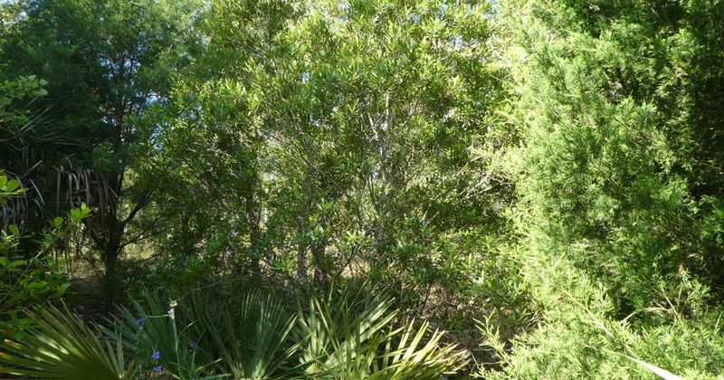 Wax Myrtle