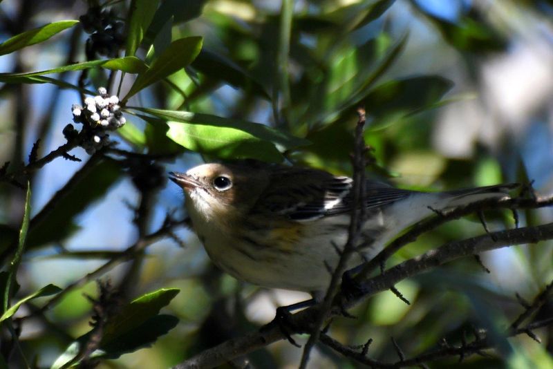 Wax myrtle provides birds with food and cover Wax myrtle provides birds with food and cover