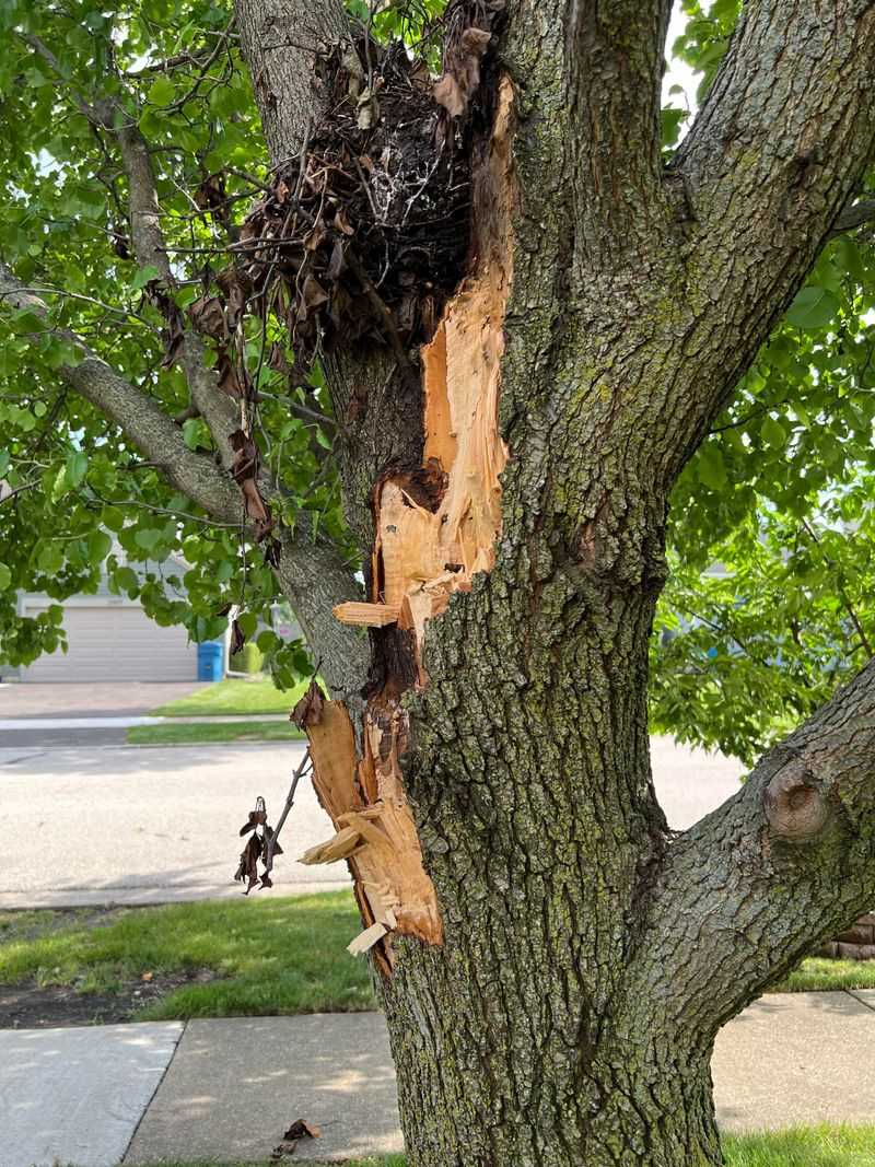 Weak branch unions create the long-term structural problem