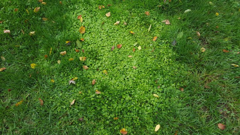 Weak, shaded turf gives creeping Charlie room to compete