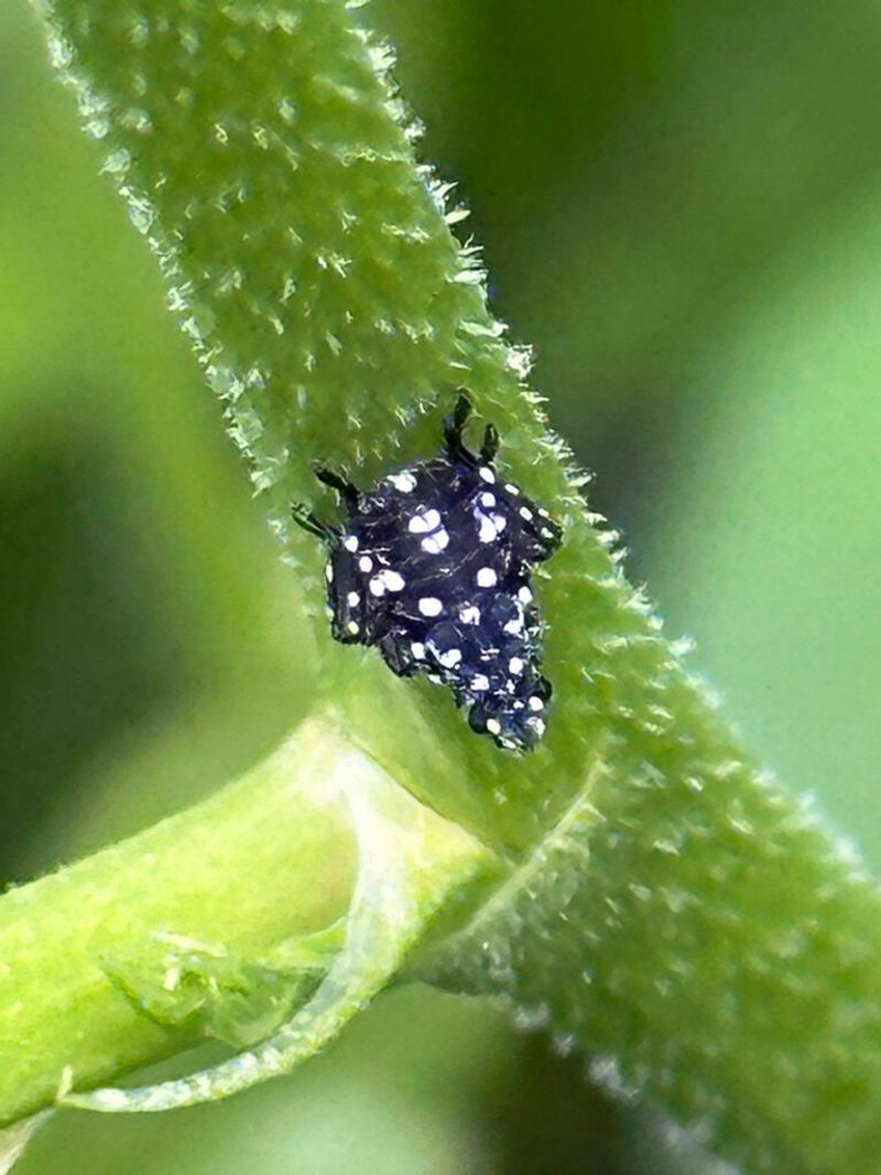 Weekly scouting helps locate lanternflies in the yard