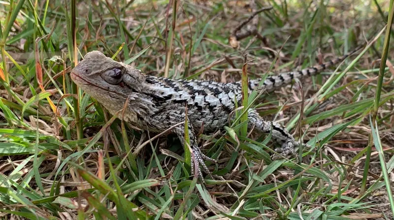 Welcome the lizard; manage scorpions directly