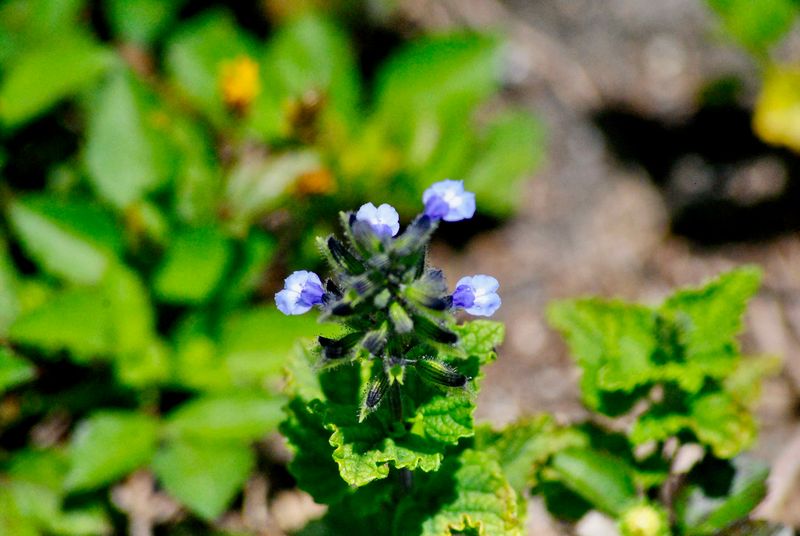 West Indian Sage