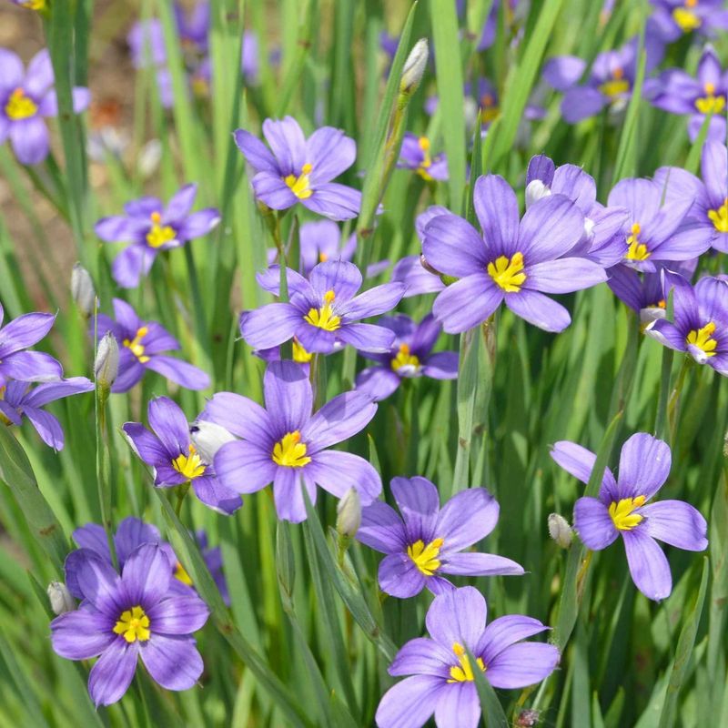 Western Blue-Eyed Grass (Sisyrinchium bellum)