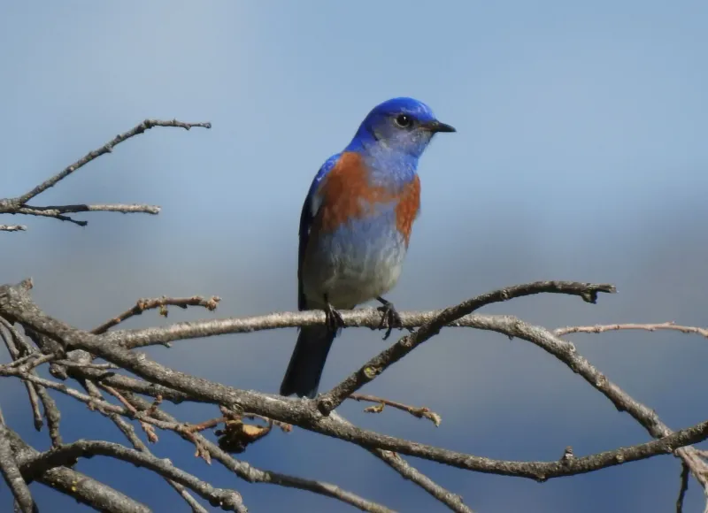 Western Bluebirds hunt across open California yards
