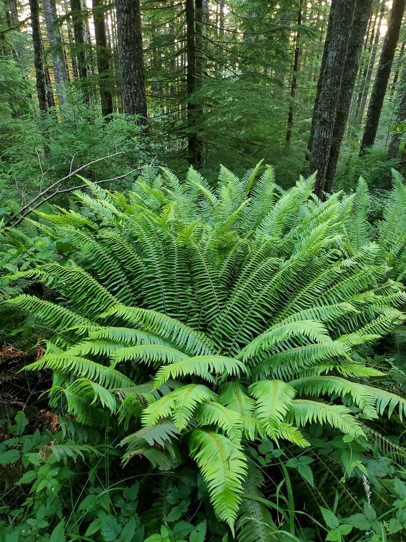 Western Sword Fern (Polystichum munitum)