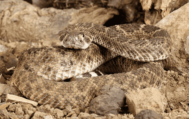 Western diamondbacks are the Central Texas species to understand first