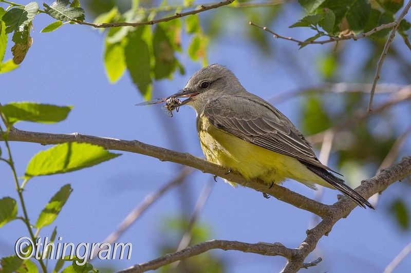 Western kingbirds eat grasshoppers—but they will not erase a yard outbreak