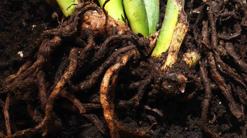 Wet soil and persistent wilt may point to roots or drainage