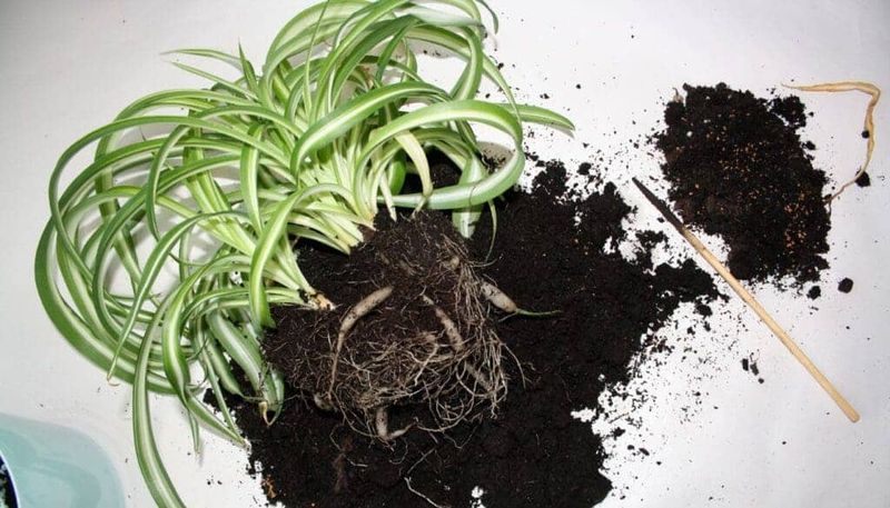 Wet soil and poor drainage can mimic thirst