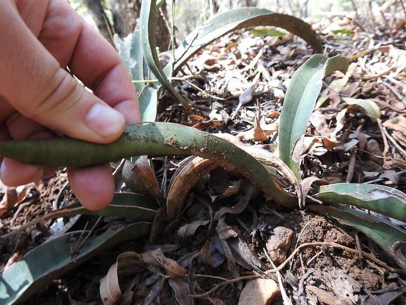 Wet soil can damage the roots