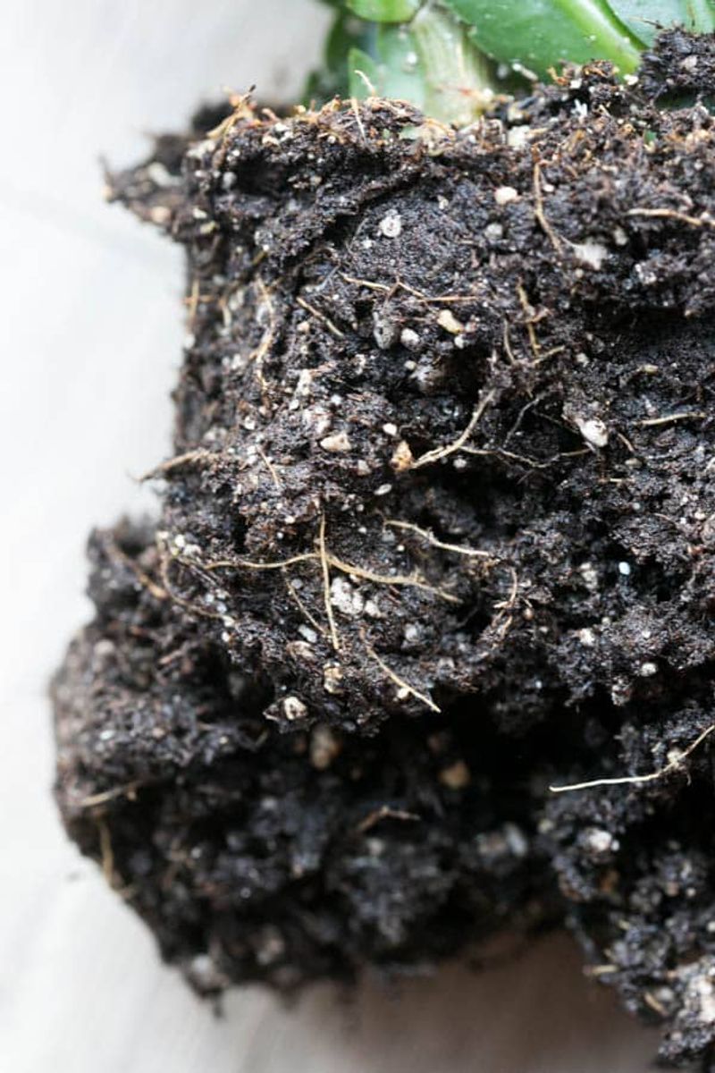 Wet soil can signal a root problem