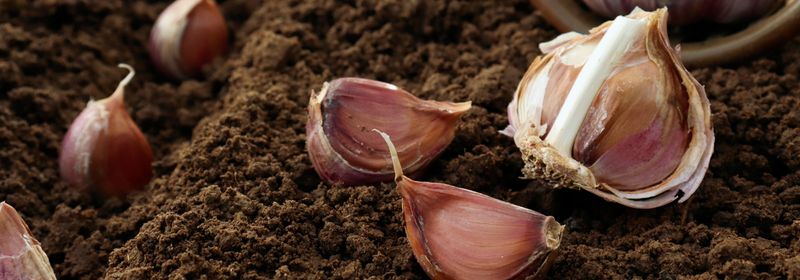 Wet soil increases garlic-rot risk without proving one disease