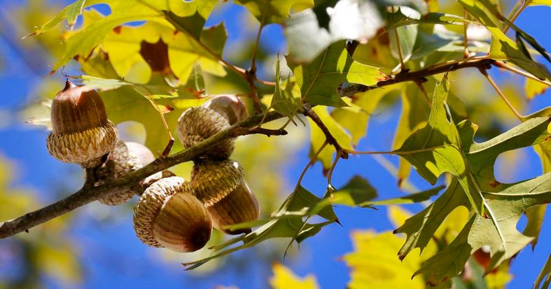 What Acorn Conditions Can Change