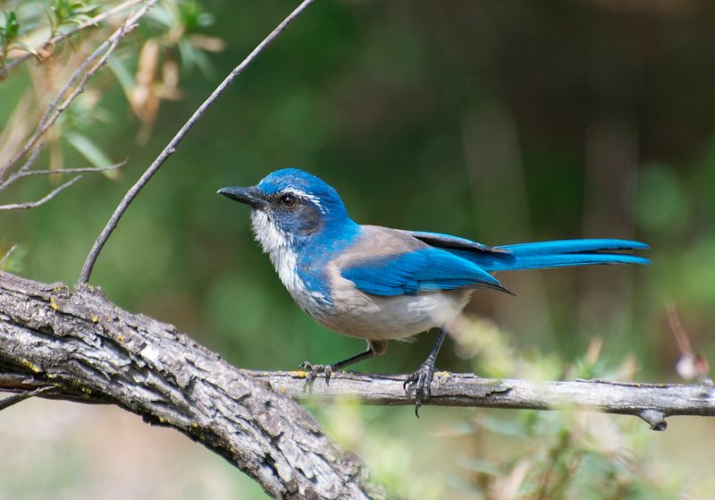 What California Scrub-Jays Actually Do in a Yard What California Scrub-Jays Actually Do in a Yard
