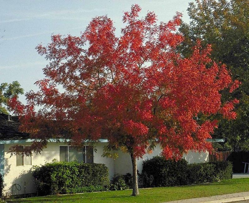 What Chinese pistache can—and cannot—do for a California yard
