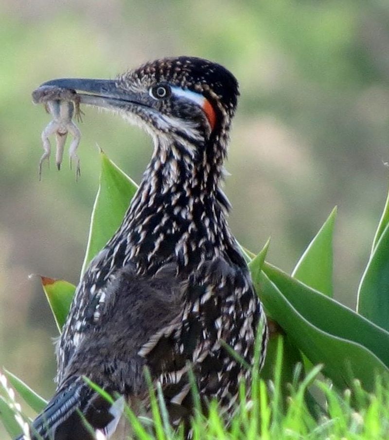 What Greater Roadrunners actually eat