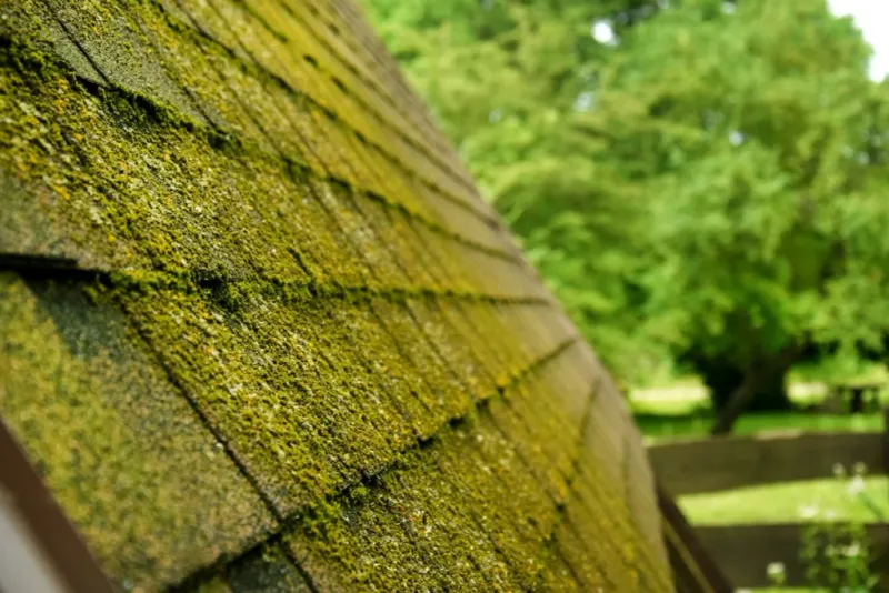 What Helps Roof Growth Return