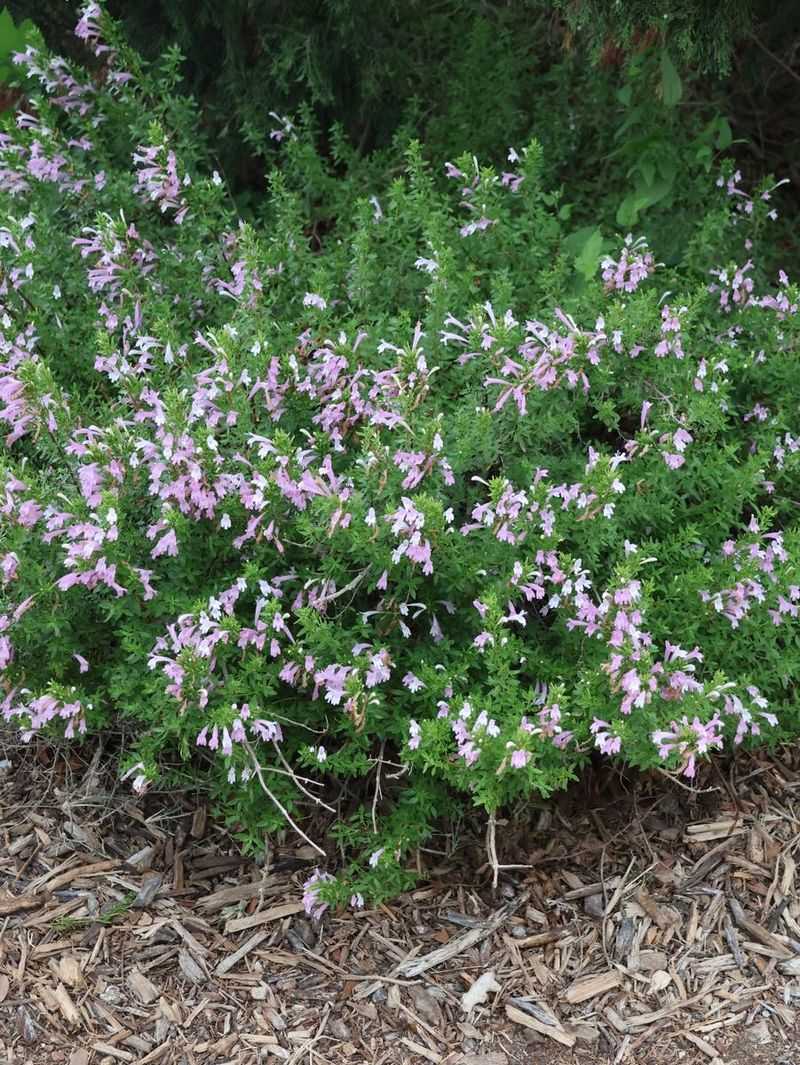 What Poliomintha longiflora offers a Central Texas patio