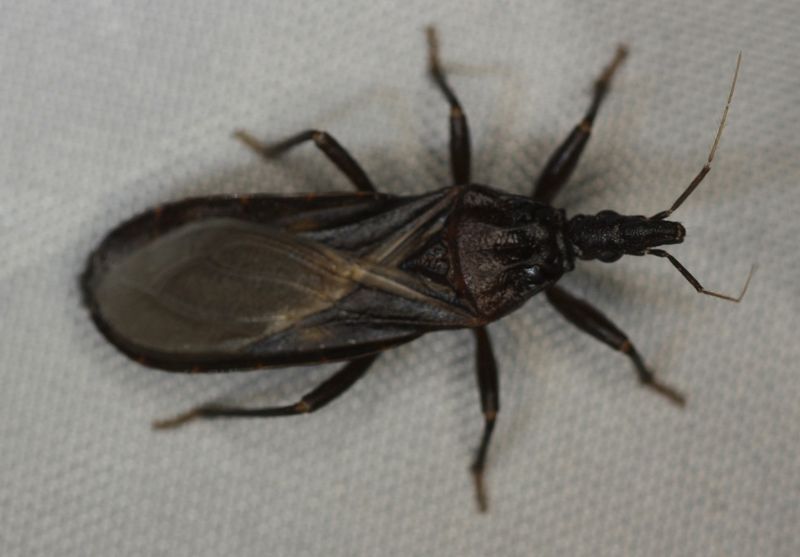 What a California kissing bug may look like