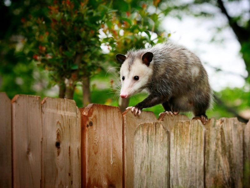 What a Virginia opossum really contributes to a yard What a Virginia opossum really contributes to a yard