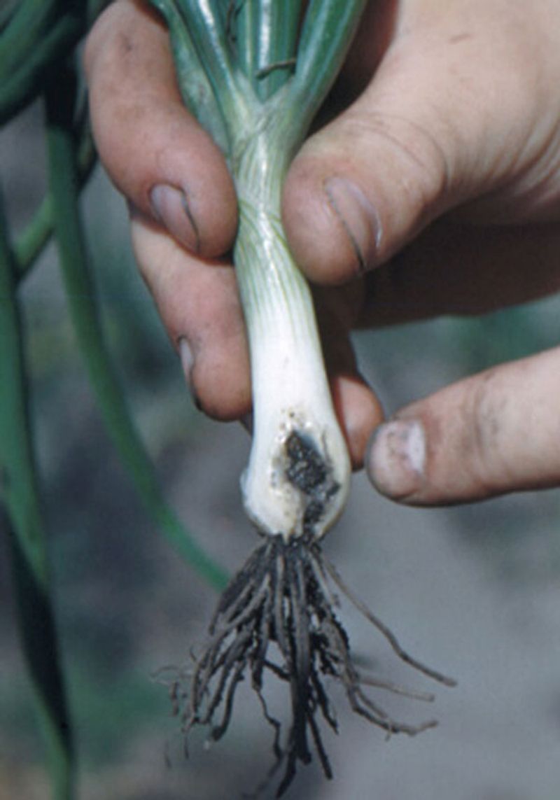 What a failed clove can reveal