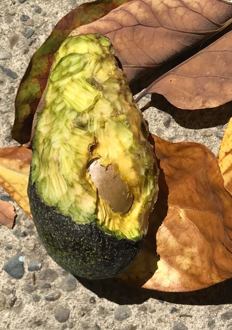 What damaged fruit can—and cannot—prove