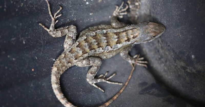 What does a Texas spiny lizard actually eat?
