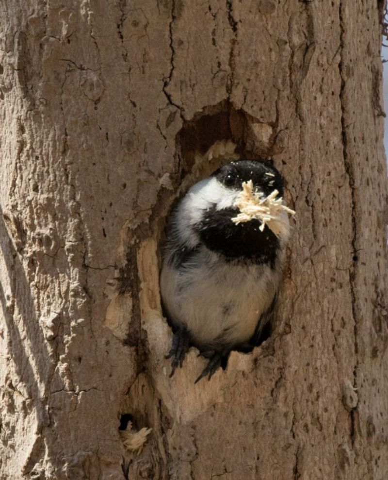 What does a dead snag add?