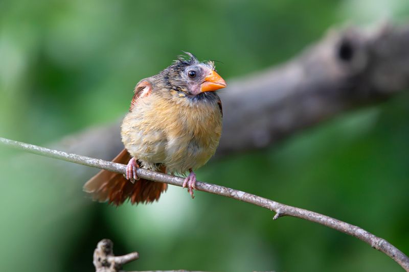 What does a normal bald cardinal look and act like? What does a normal bald cardinal look and act like?