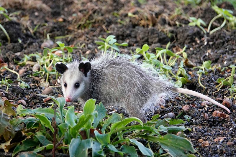 What does an opossum actually eat? What does an opossum actually eat?