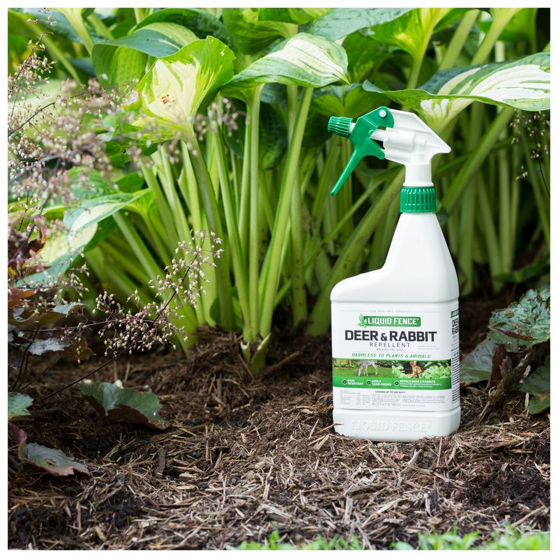 What egg-based repellents can and cannot do