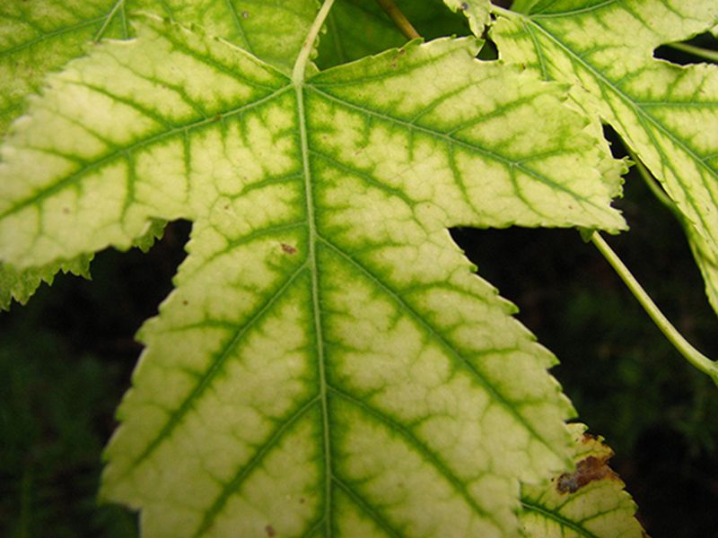 What iron chlorosis looks like