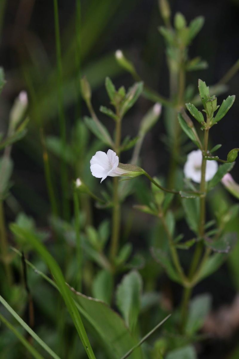 What its spring-through-fall flowering season means