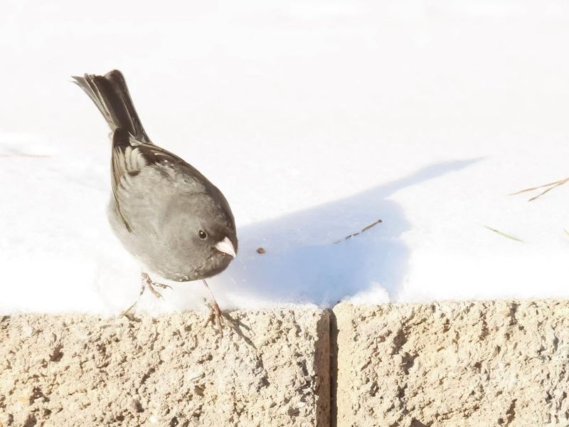 What juncos actually eat beneath garden plants What juncos actually eat beneath garden plants