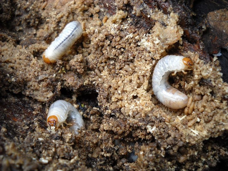 What may be happening beneath the turf?