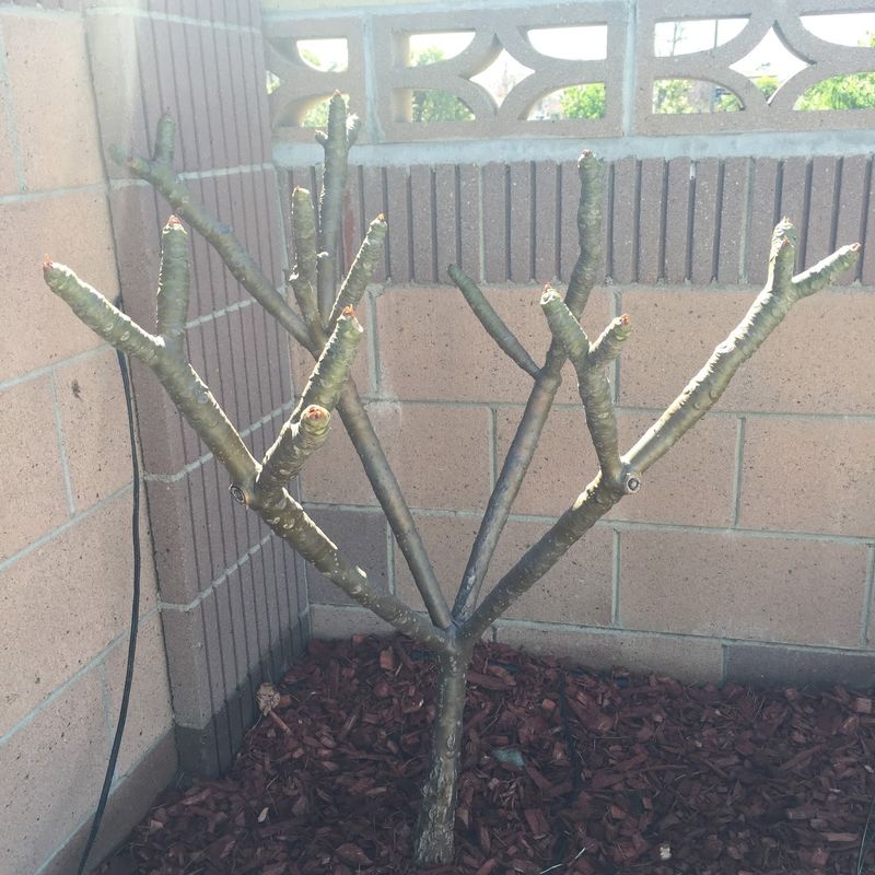 What normal plumeria dormancy looks like