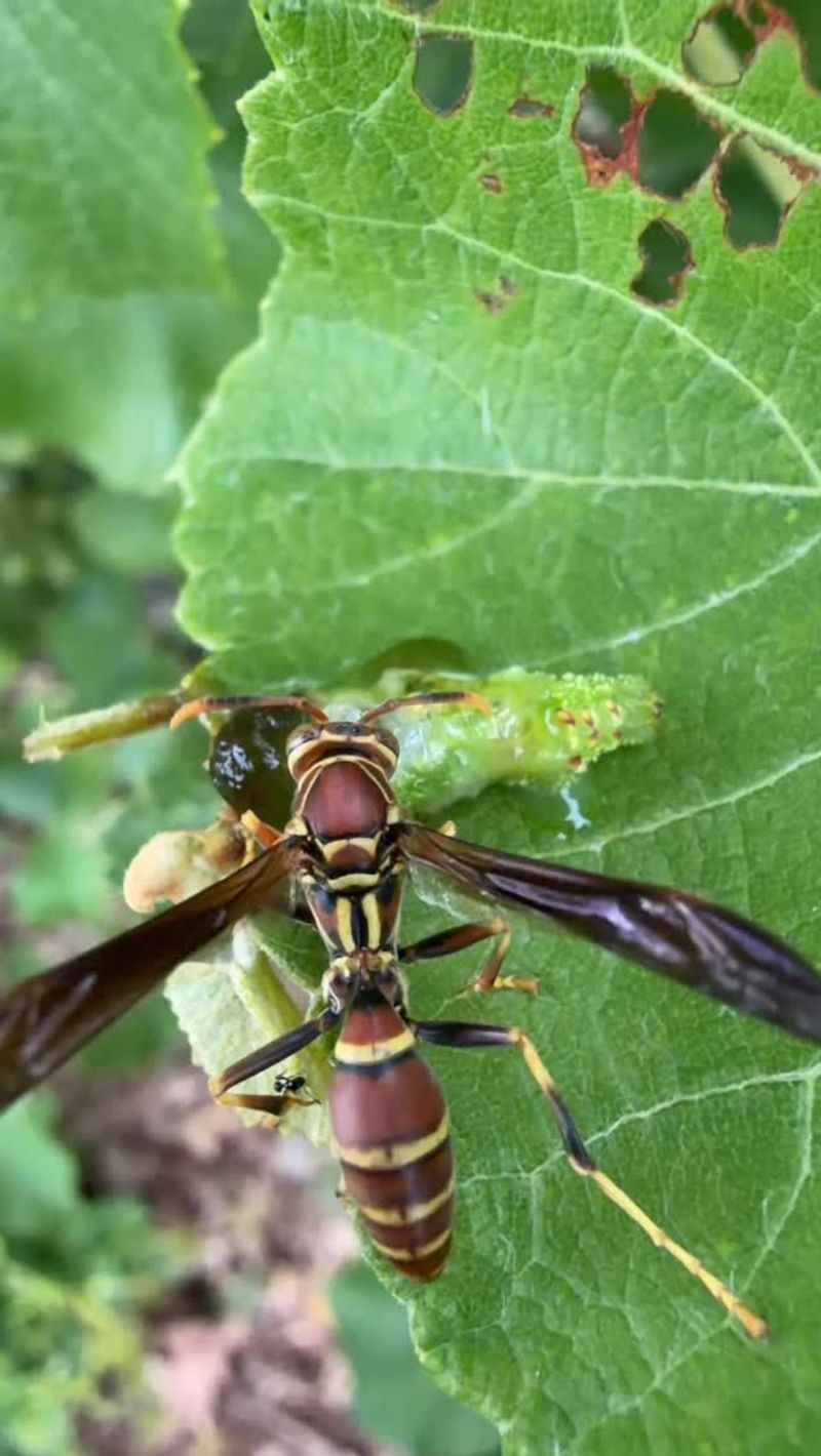 What paper wasps carry back to the nest